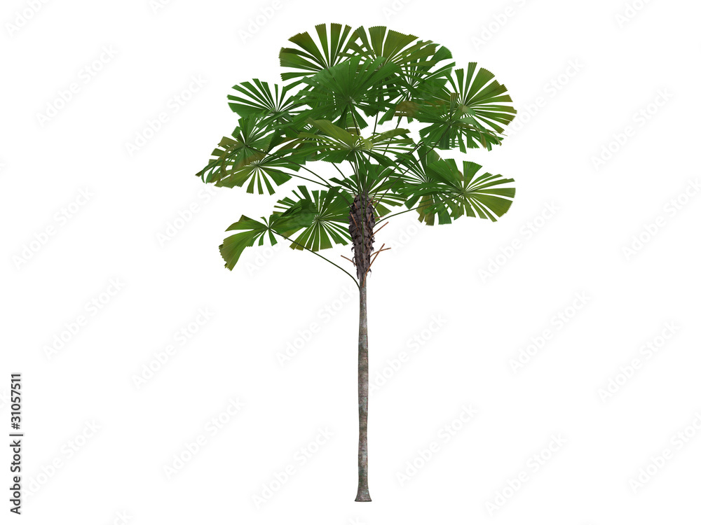 Fototapeta premium Australian Fan Palm (Licuala ramsayi)