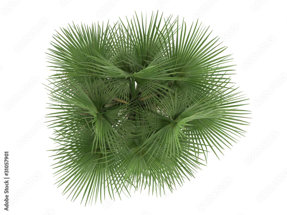 Fototapeta premium Guano (Coccothrinax spissa)