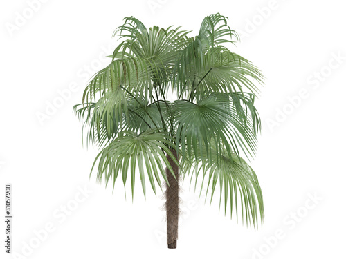 Zombie Palm  Zombia antillarum 