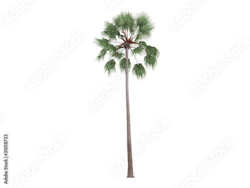 Livistona Palm (Livistona merrillii) photo