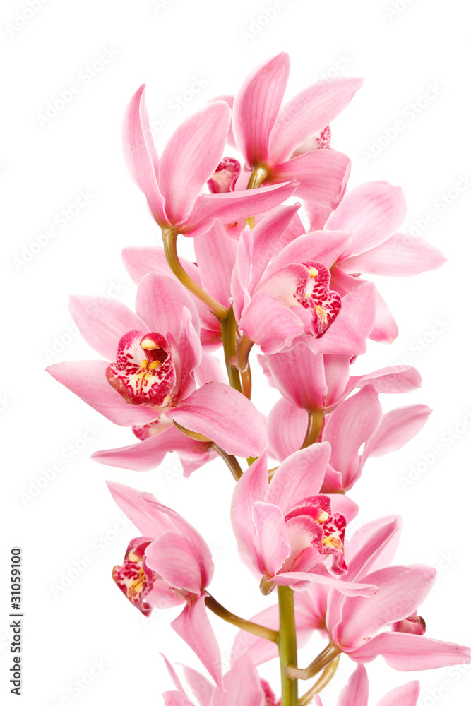 Orchid isolated on white background Orchid isolated on white background