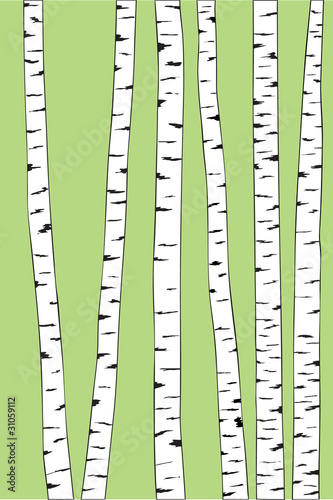 birch trunk trees background