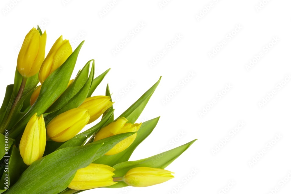Tulips on Pure White Tulips on Pure White
