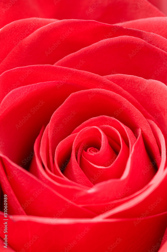 Red rose macro Red rose macro