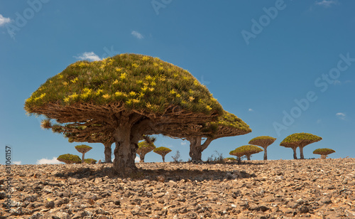 Dragon trees at Dixam plateau, Socotra Island, Yemen photo