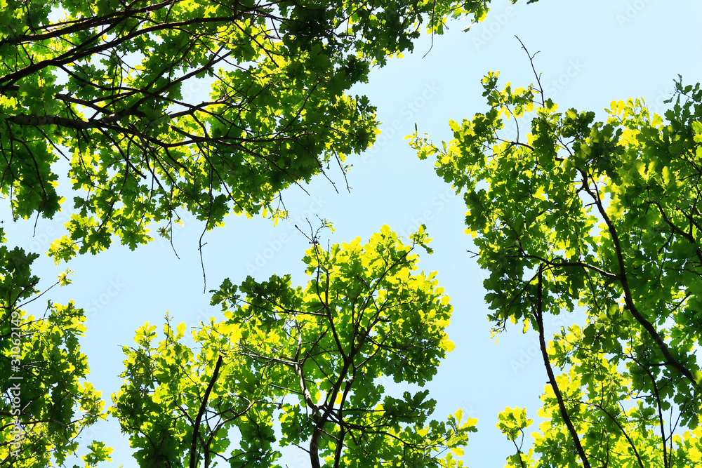 Fototapeta premium green leaves under blue sky