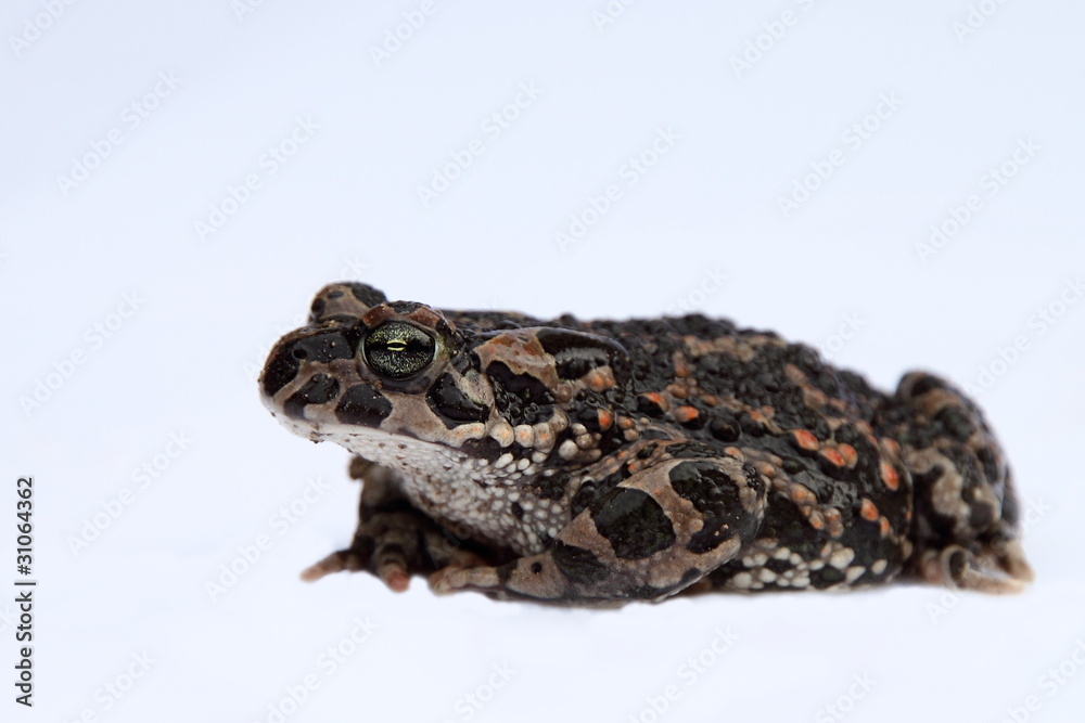 Wechselkröte (Bufo viridis) Wechselkröte (Bufo viridis)