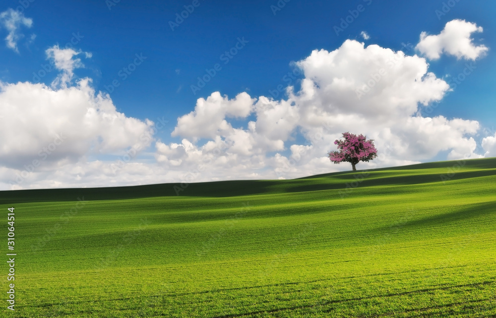 Fototapeta premium Spring in the fields