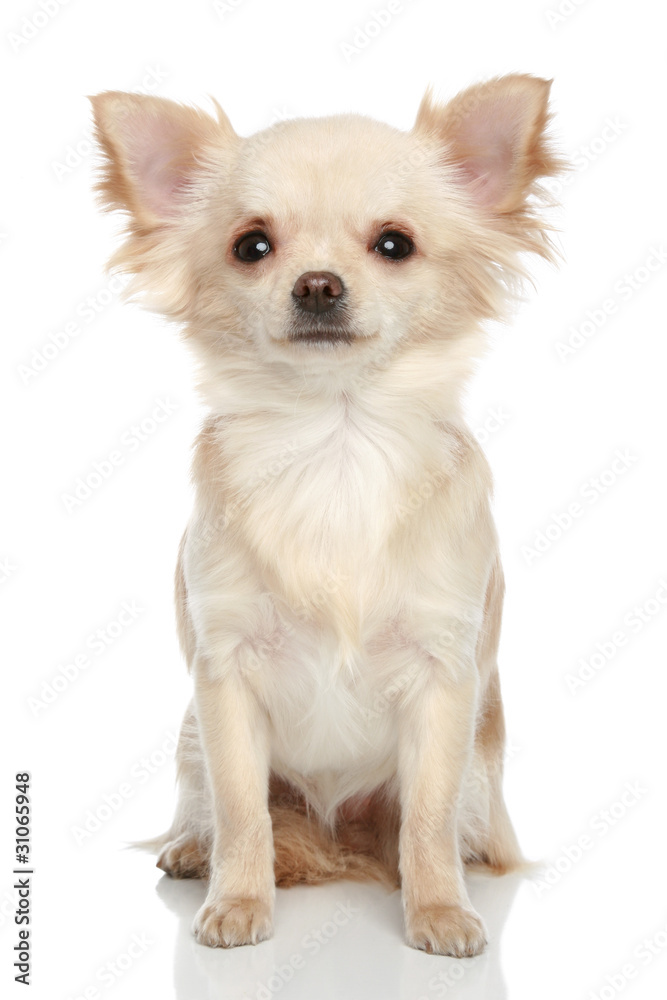 Long coat chihuahua on a white background