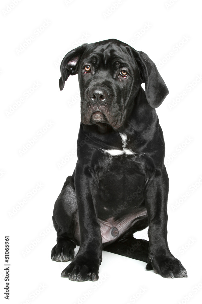 Cane corso puppy sits on a white background Cane corso puppy sits on a white background