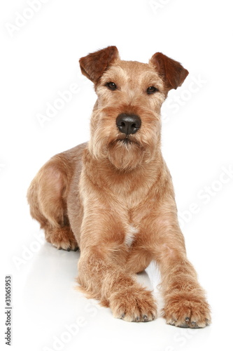 Canvas-taulu Irish terrier lying on a white background