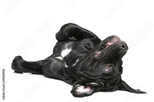 Cane corso dog puppy resting photo