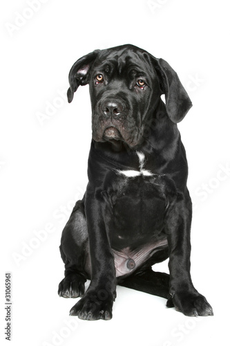 Cane corso puppy sits on a white background