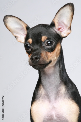 Russian toy terrier puppy portrait © jagodka