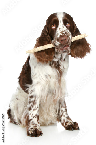 Obraz na płótnie Springer Spaniel playing with a stick