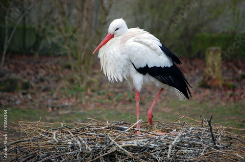 White Stork full size