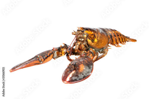 Nice piece of lobster
