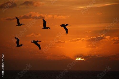 Pelicans at sunset © icholakov