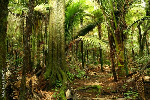 Fototapeta Naklejka Na Ścianę i Meble -  Trees in tropical jungle forest