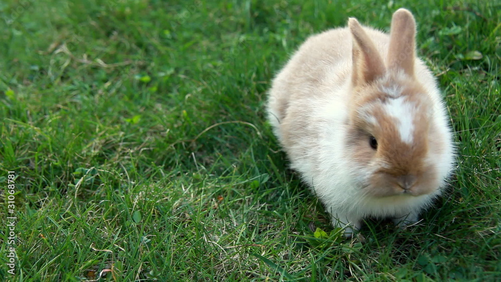 Easter rabbit, copy space on the right Easter rabbit, copy space on the right