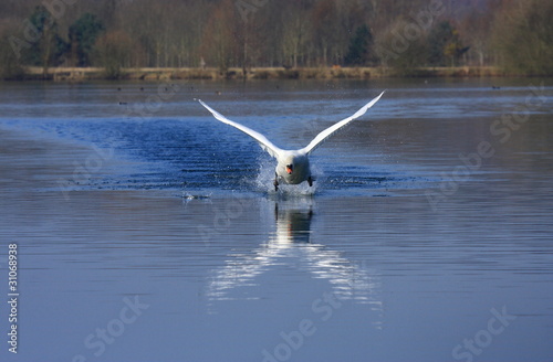 Swan attack photo