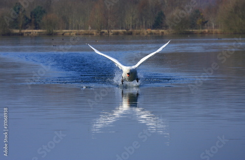 Swan attack