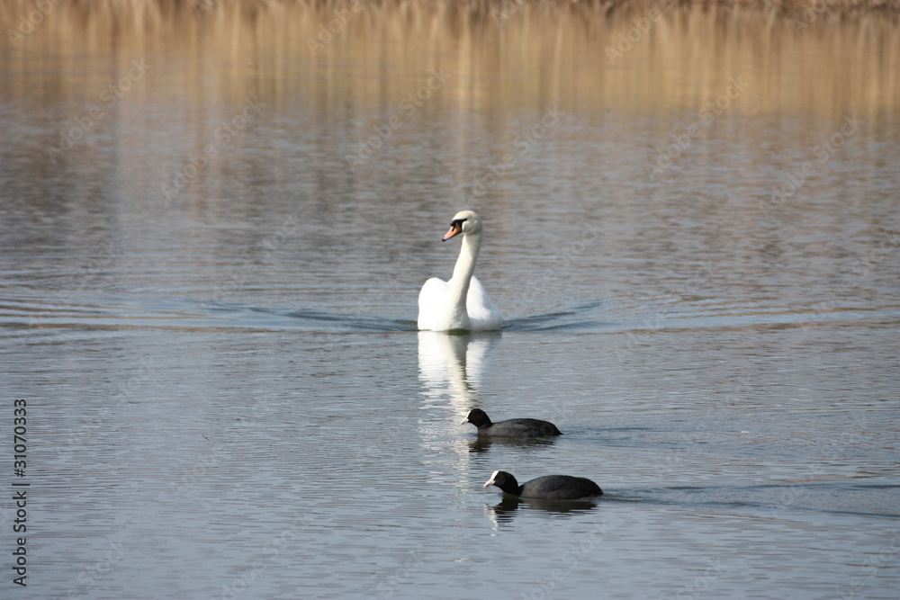 Ente auf dem Wasser