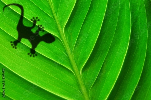 gecko shadow on leaf