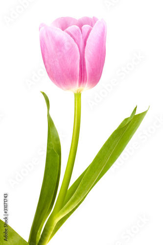 pink white tulip isolated
