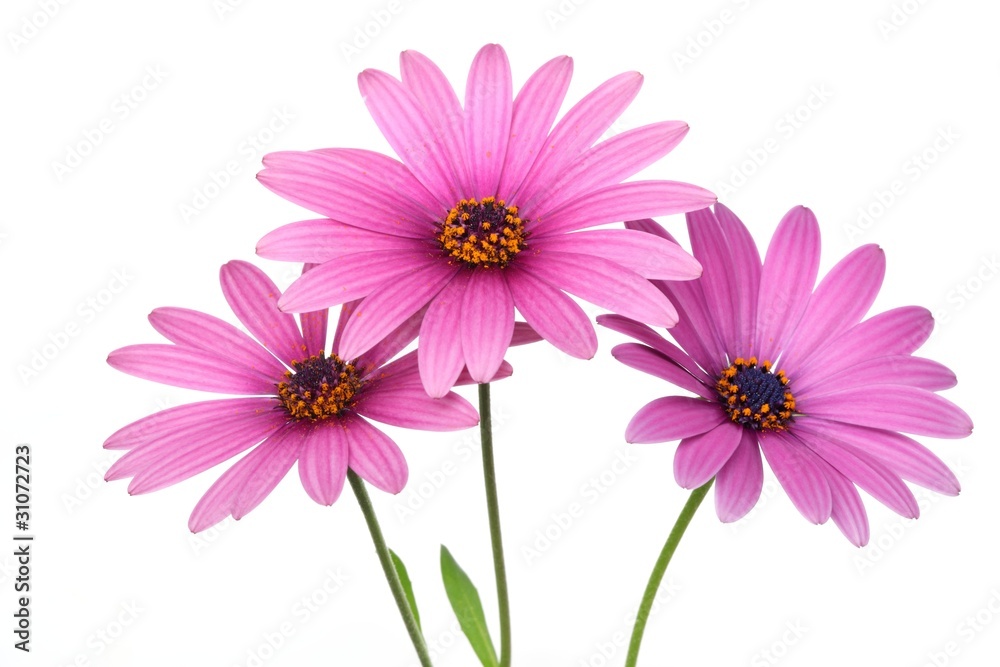 Pink daisy flower