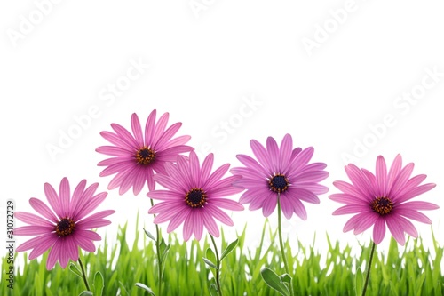 Pink daisy flower in green grass