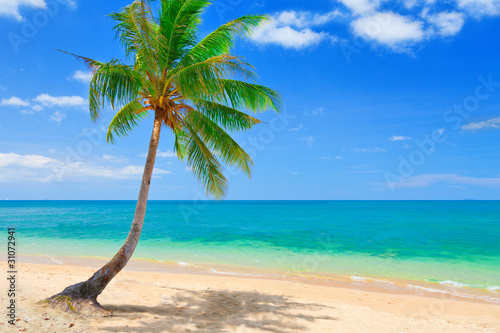 beach with coconut palm and sea
