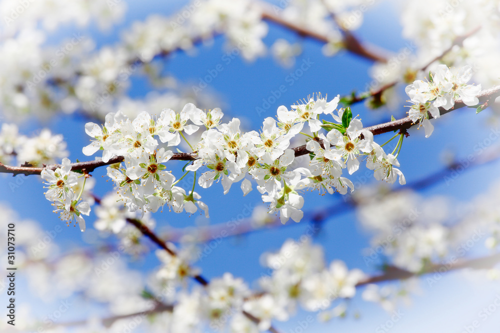 cherry blossom flower