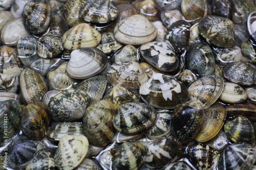 Fresh Italian Clams