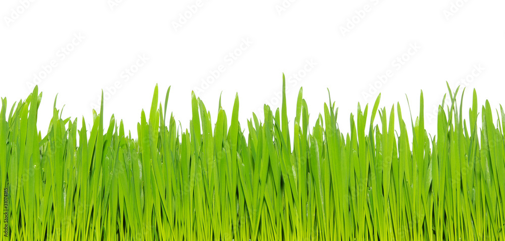 Fototapeta premium green grass
