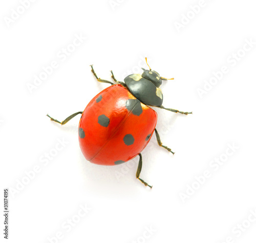 Ladybug  on the white