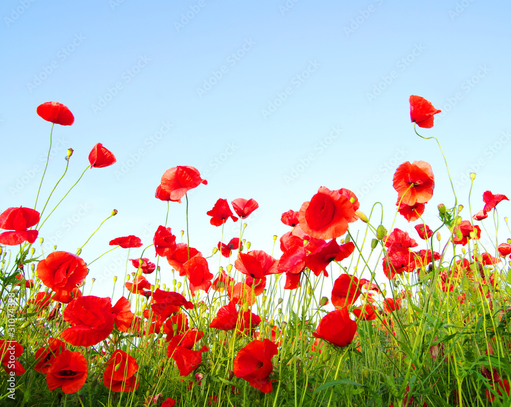 Obraz premium red poppies