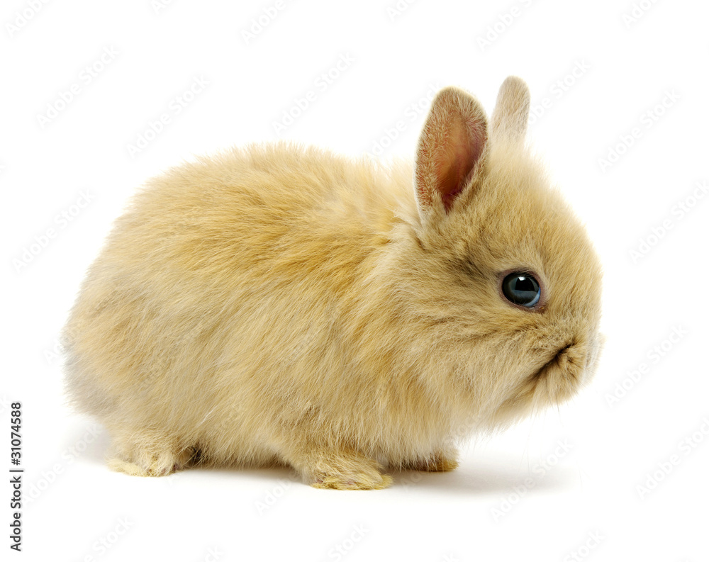 brown rabbit