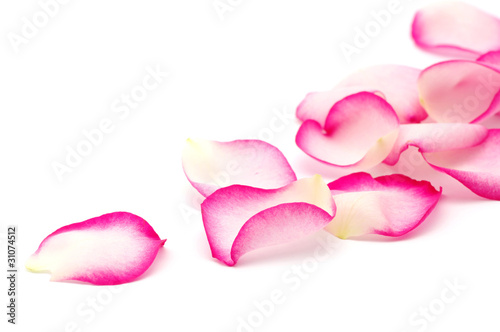 pink rose petals