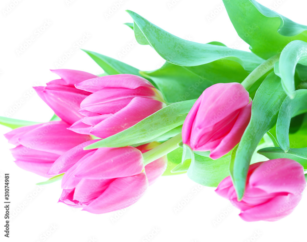 Bouquet of pink tulips isolated on a white background