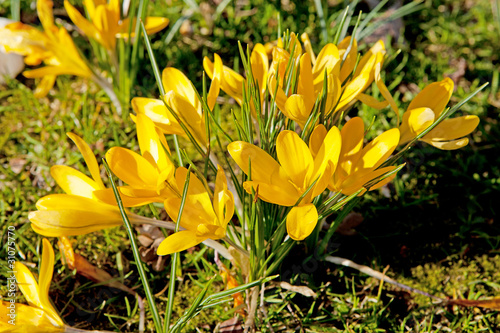 yellow Dutch spring crocus flowers