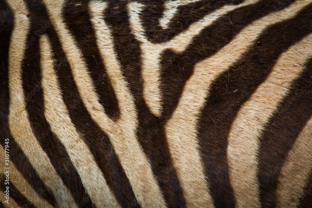 Zebra background Zebra background