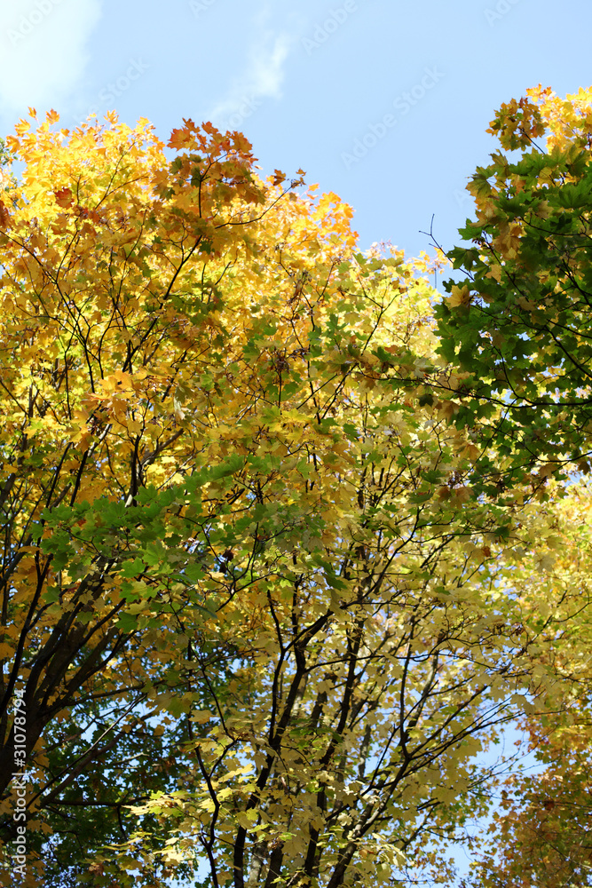 autumn leaves close up
