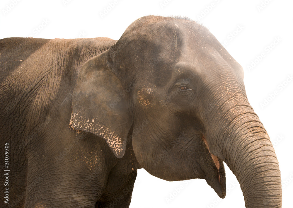 Obraz premium smiling elephant