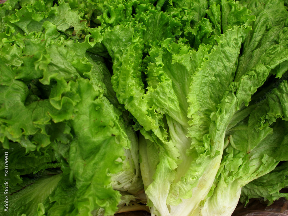 fresh lettuce fresh lettuce
