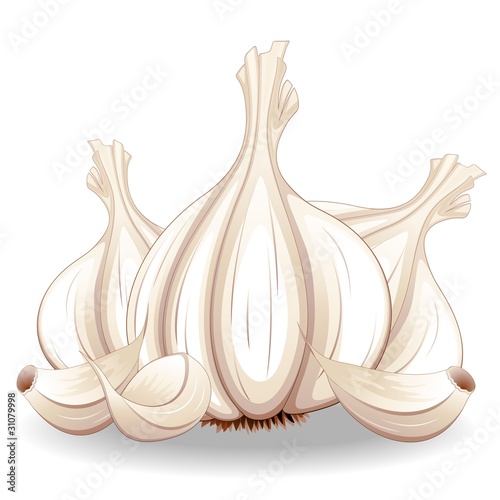 Aglio-Garlic-Ail-Ajo-Vector photo