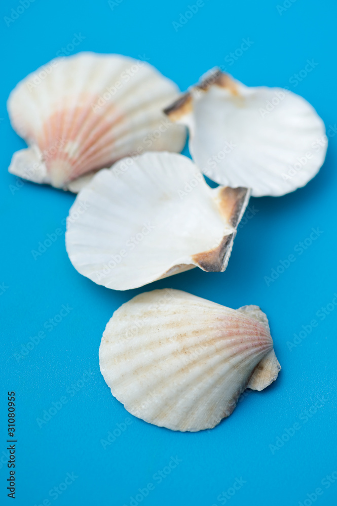 decor seashell