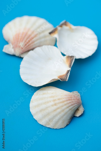 decor seashell