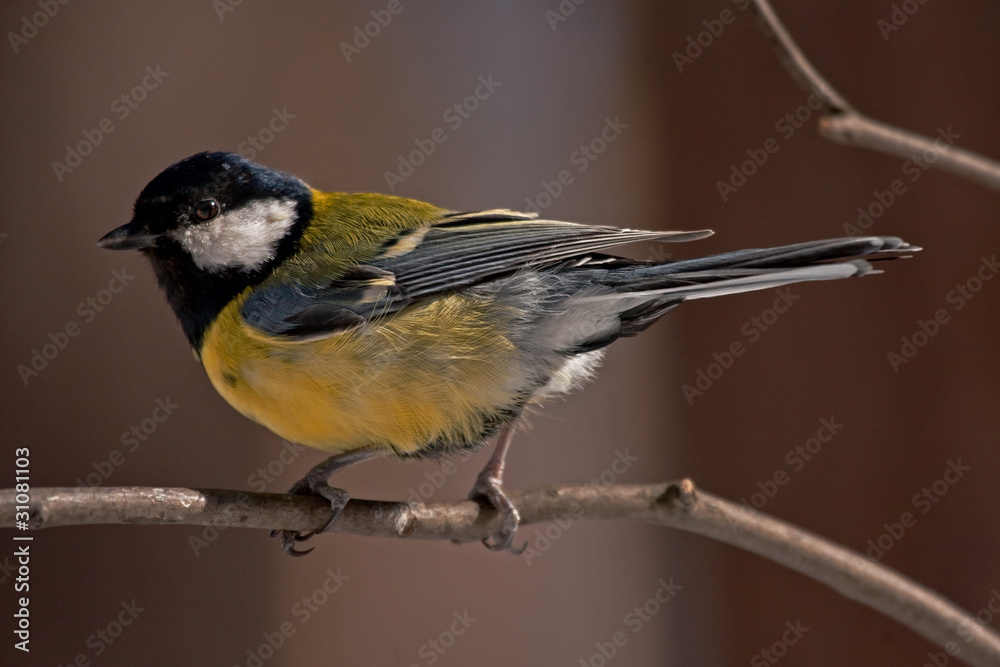 Detailing of the feathers (Great Tit - Parus major) Detailing of the feathers (Great Tit - Parus major)