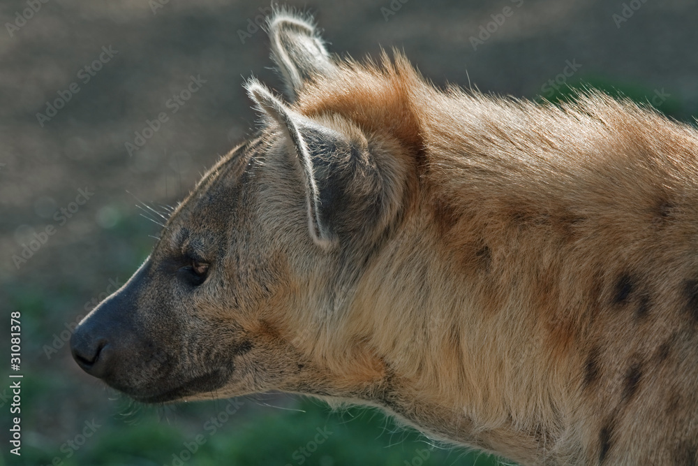 Obraz premium Spotted hyena (Crocuta crocuta). Bioparc, Valencia, Spain